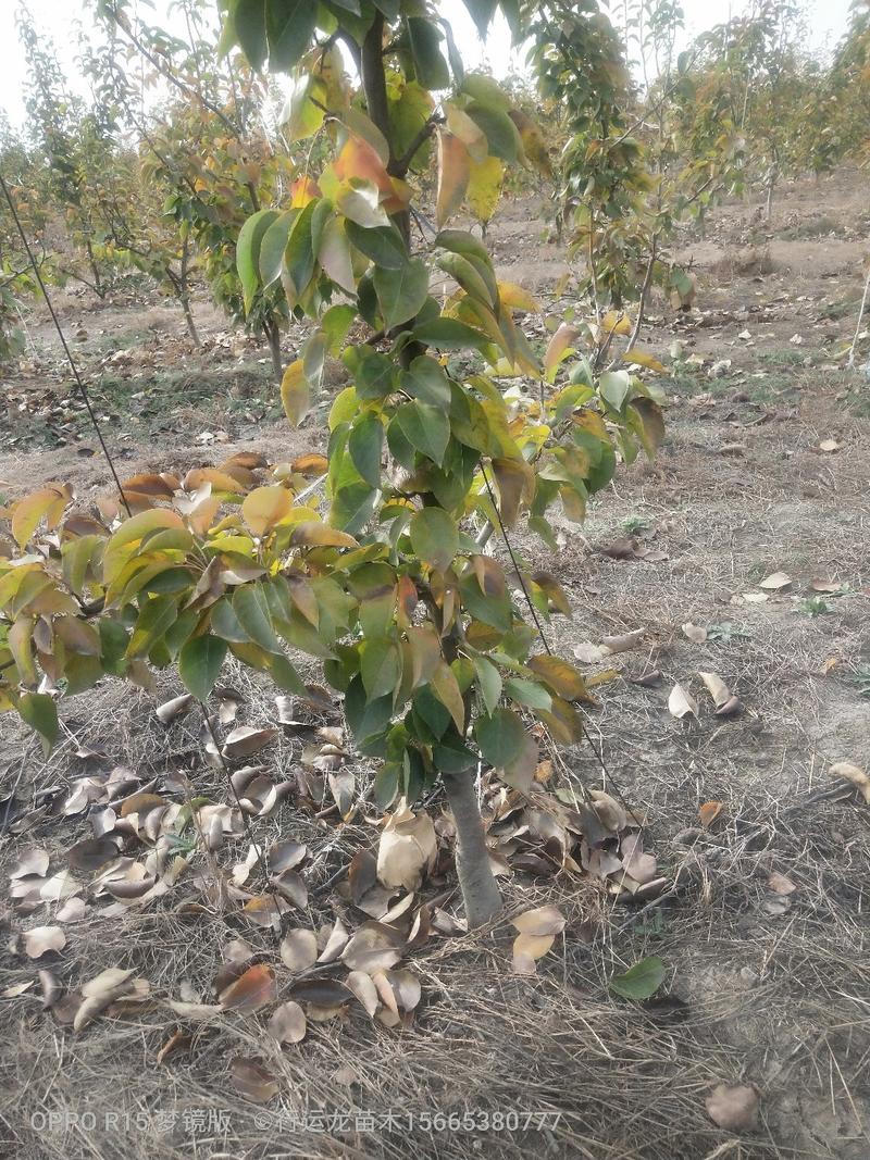 2-3-4-5公分精品梨树大量供应，质优价廉