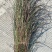 细叶芒，基地直销，农户价，花叶芒。。。。。