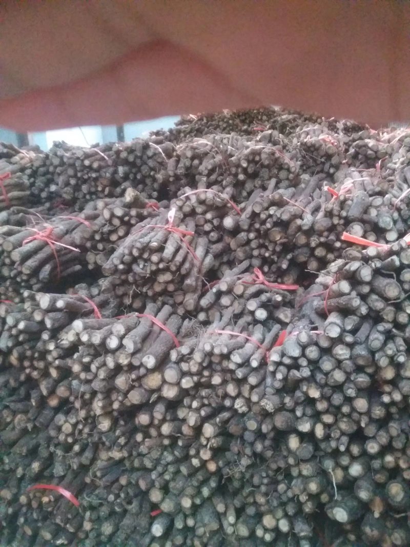桐树根泡桐树种根速生9501杂交四倍体新品种