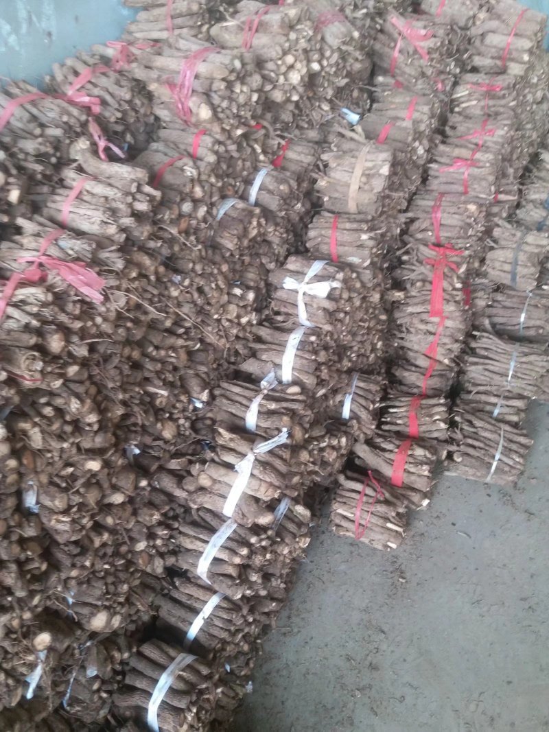 桐树根泡桐树种根速生9501杂交四倍体新品种