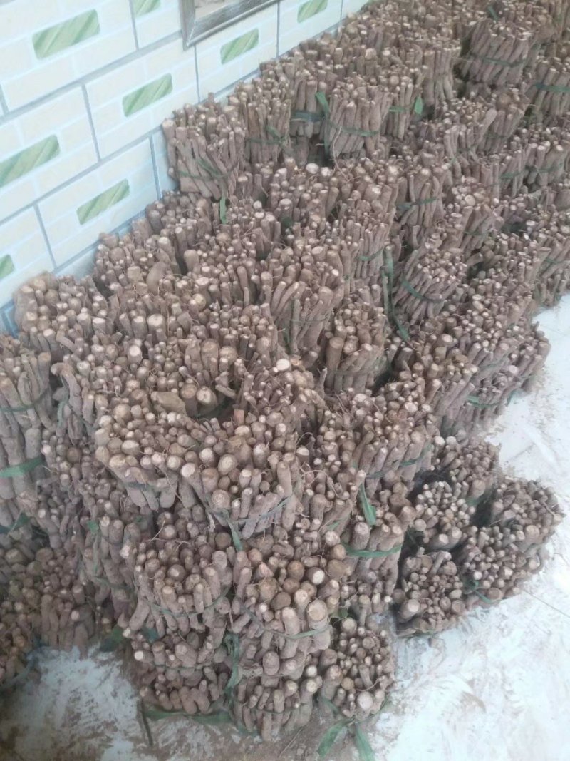 桐树根泡桐树种根速生9501杂交四倍体新品种