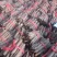 桐树根泡桐树种根速生9501杂交四倍体新品种