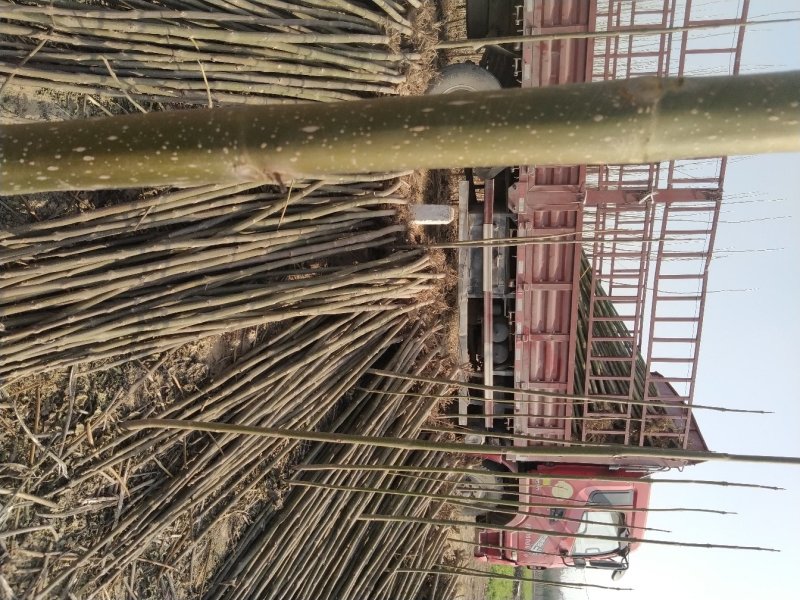 桐树根泡桐树种根速生9501杂交四倍体新品种