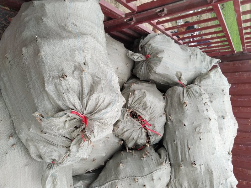 桐树根泡桐树种根速生9501杂交四倍体新品种