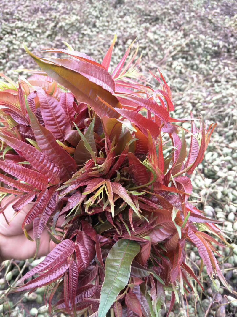 香椿种子，红油香椿种子，春芽菜种子产地直销货源充足