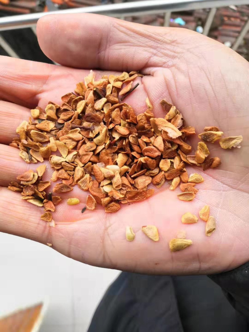 香椿种子，红油香椿种子，春芽菜种子产地直销货源充足