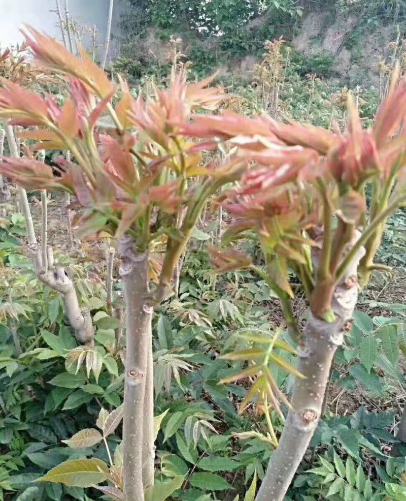 香椿种子，红油香椿种子，春芽菜种子产地直销货源充足