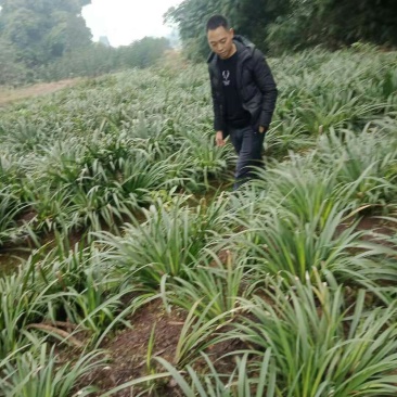 80万株家种驯化石昌蒲种苗出售，产量高，粉质石昌蒲