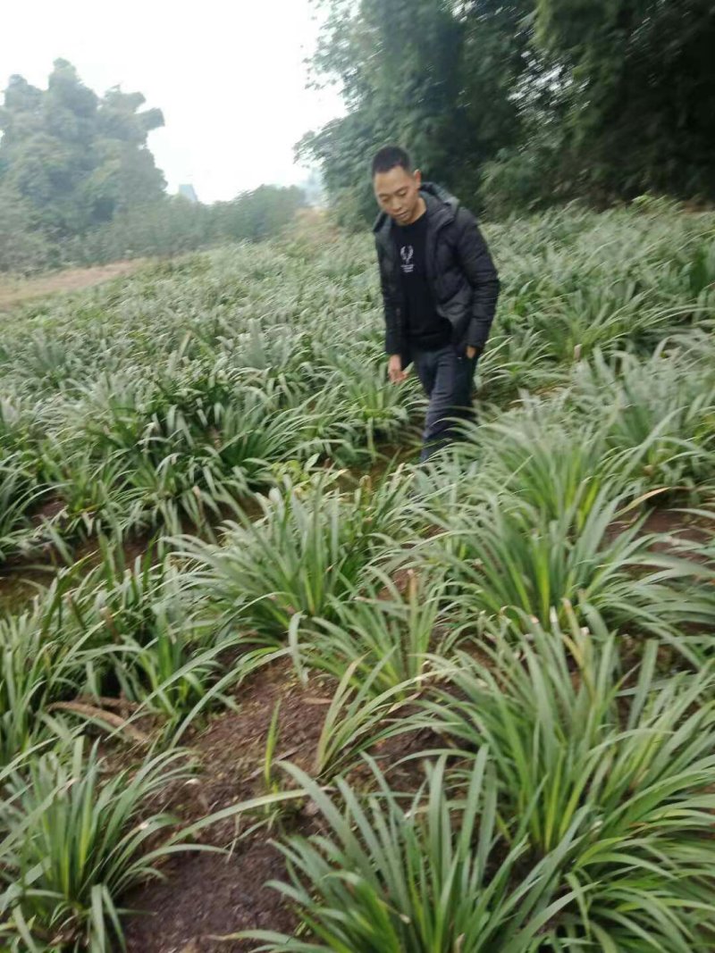 80万株家种驯化石昌蒲种苗出售，产量高，粉质石昌蒲