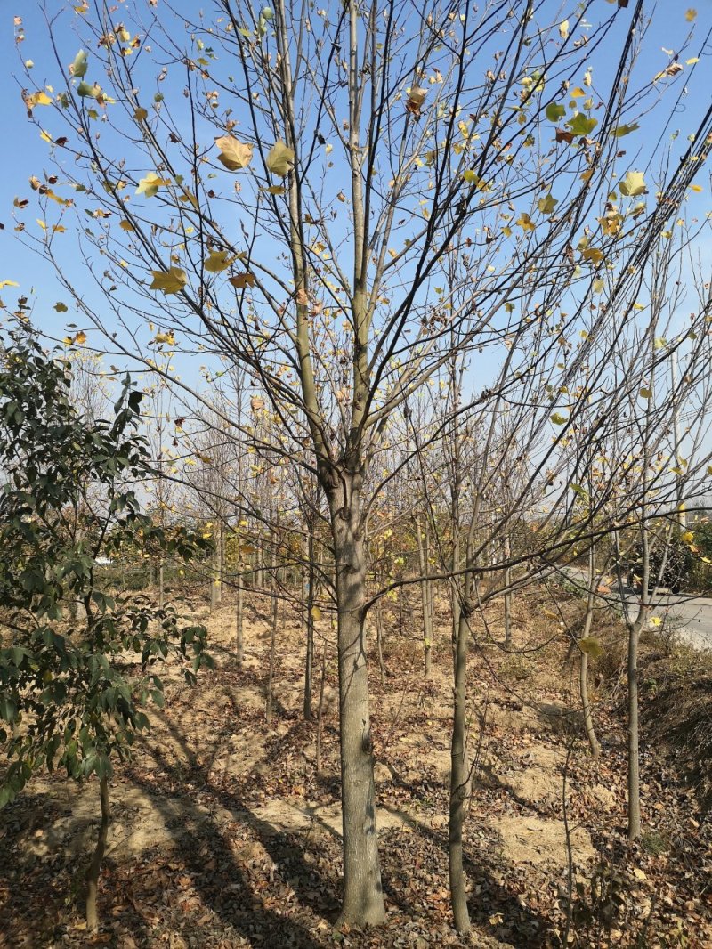 近期马褂木价格南京马褂木多少钱一棵以实地属性为准