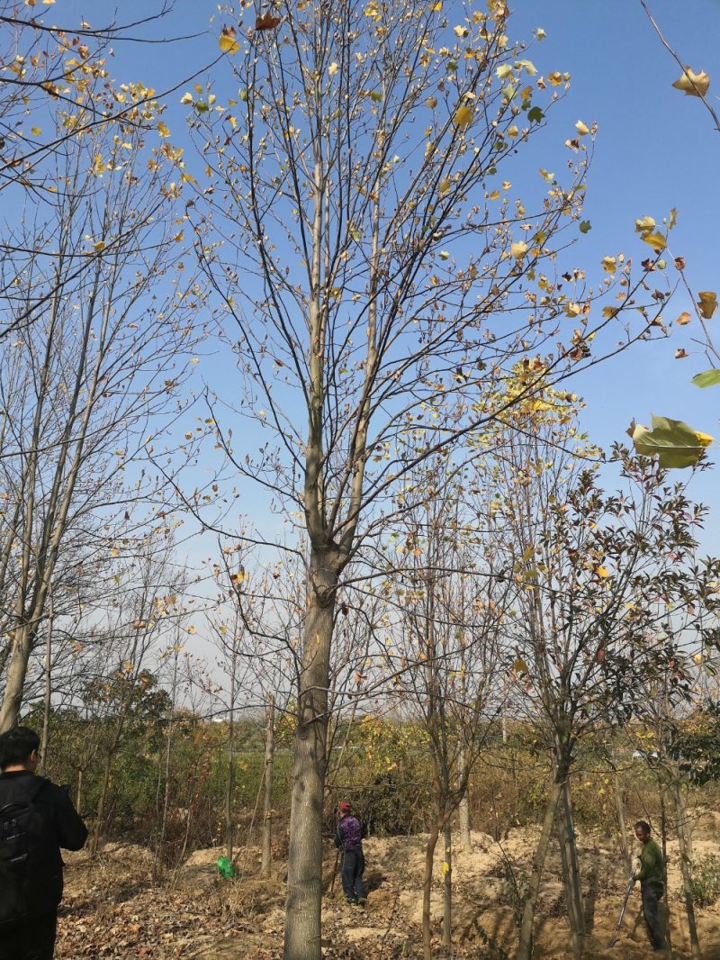 近期马褂木价格南京马褂木多少钱一棵以实地属性为准