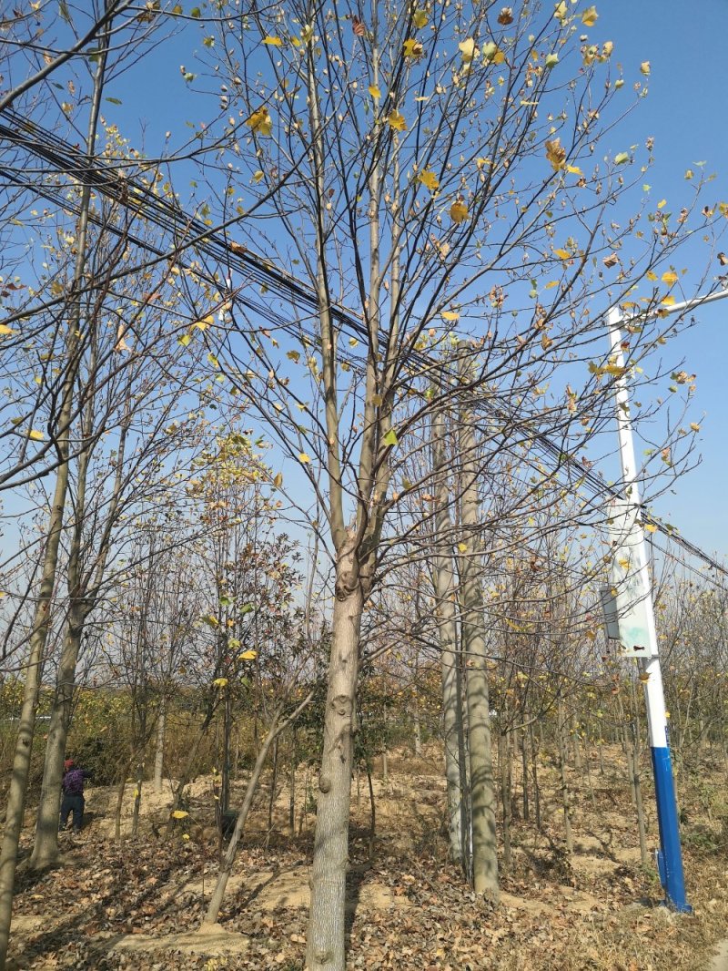 近期马褂木价格南京马褂木多少钱一棵以实地属性为准