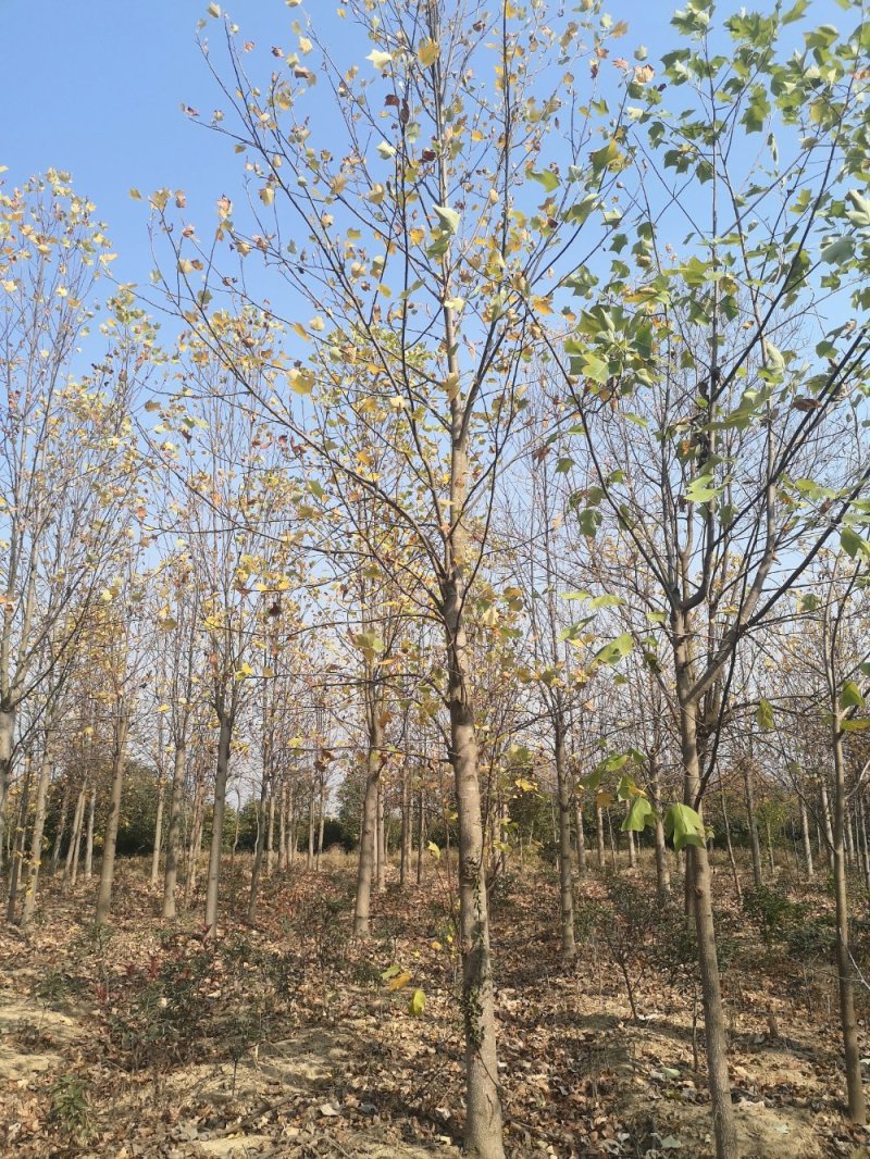 近期马褂木价格南京马褂木多少钱一棵以实地属性为准