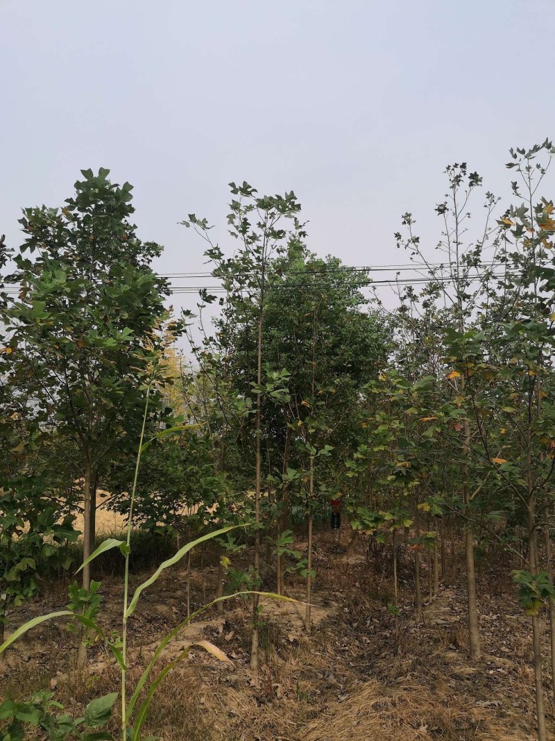 近期马褂木价格南京马褂木多少钱一棵以实地属性为准