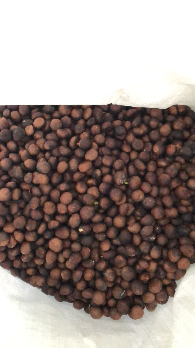 枇杷种子，枇杷籽，枇杷果树种子，琵琶子
