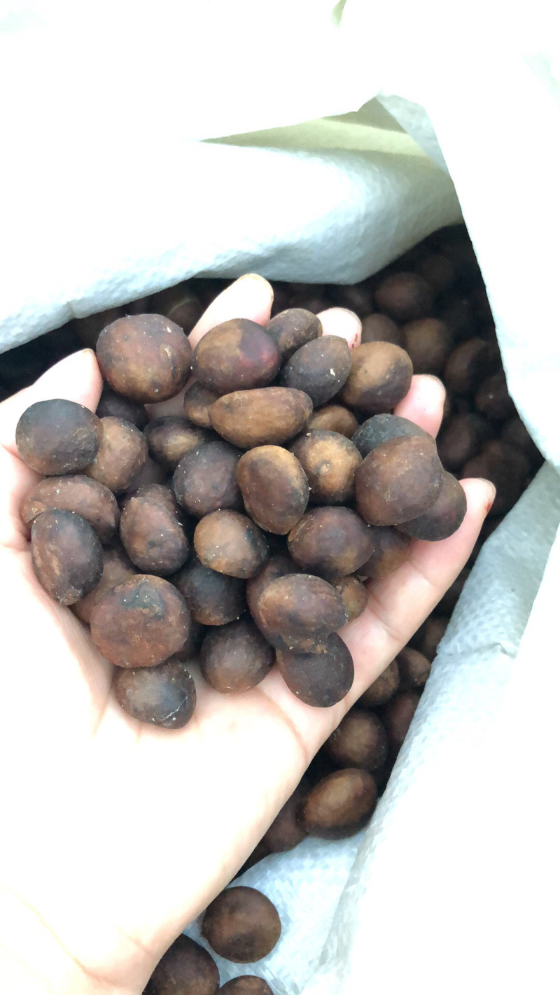 枇杷种子，枇杷籽，枇杷果树种子，琵琶子
