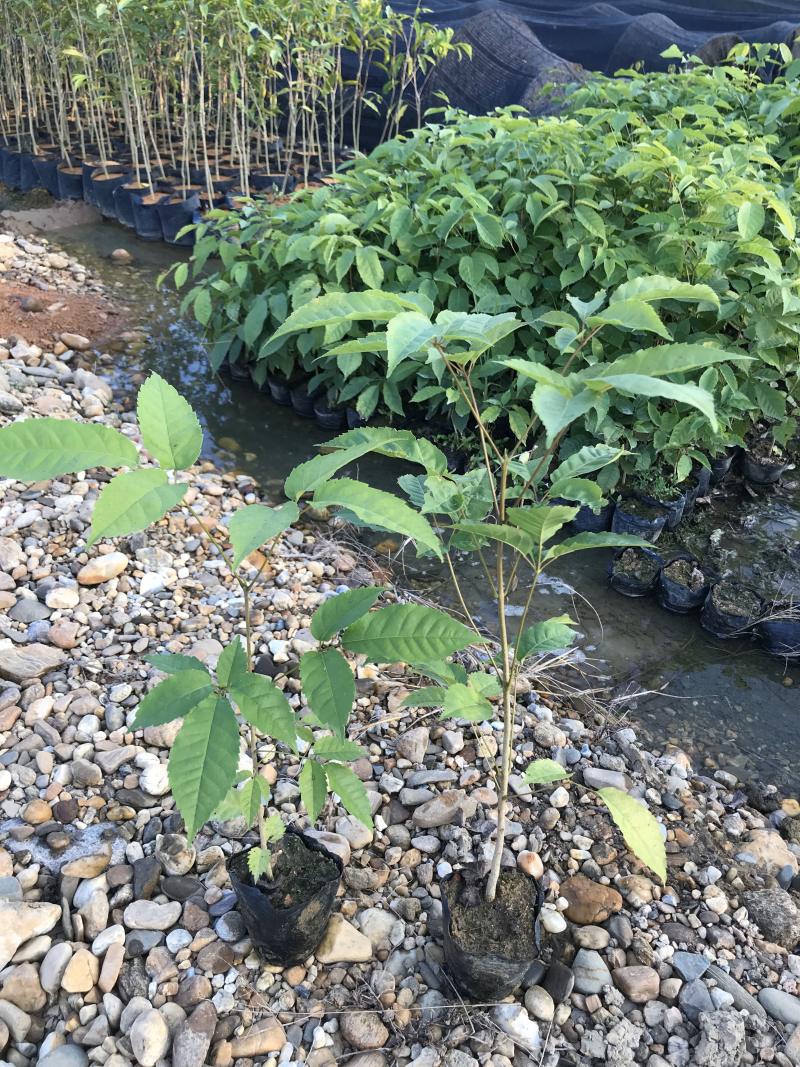 紫花风铃苗紫花风铃木树苗带土带叶发货多花风铃嫁接紫花风铃