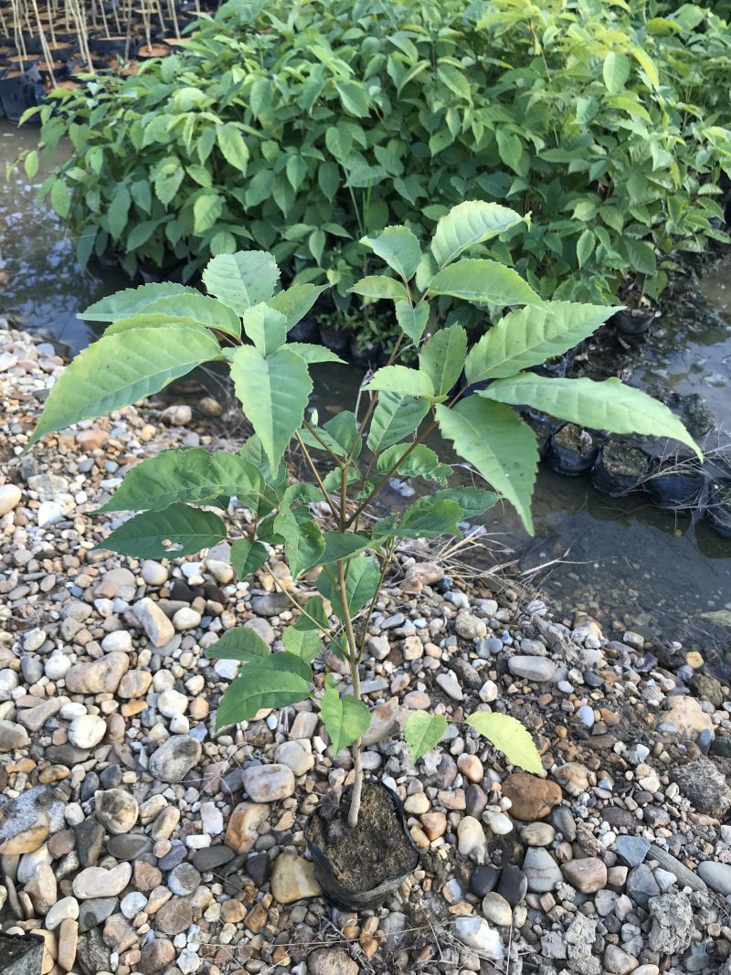 紫花风铃苗紫花风铃木树苗带土带叶发货多花风铃嫁接紫花风铃