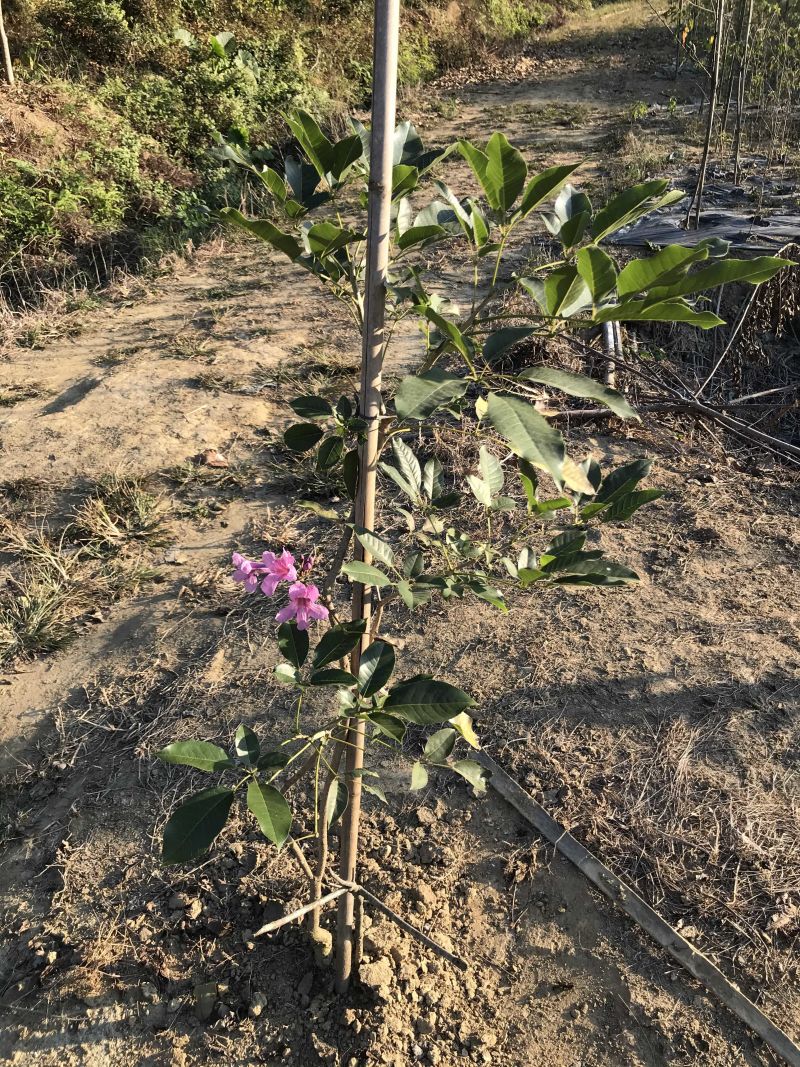 紫花风铃苗紫花风铃木树苗带土带叶发货多花风铃嫁接紫花风铃