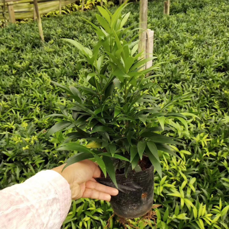 竹柏种子，盆景植物种子，长绿植物