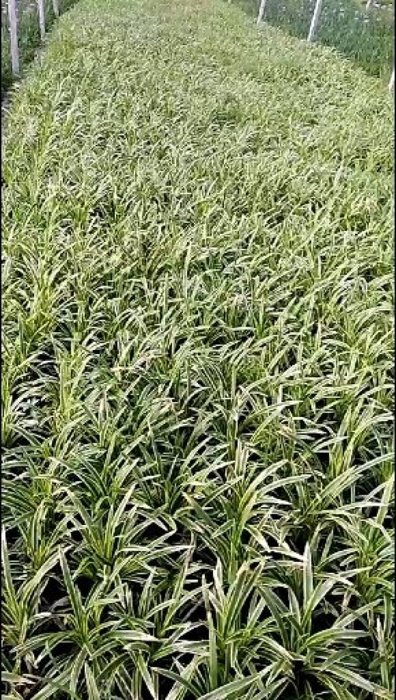 金边麦冬草