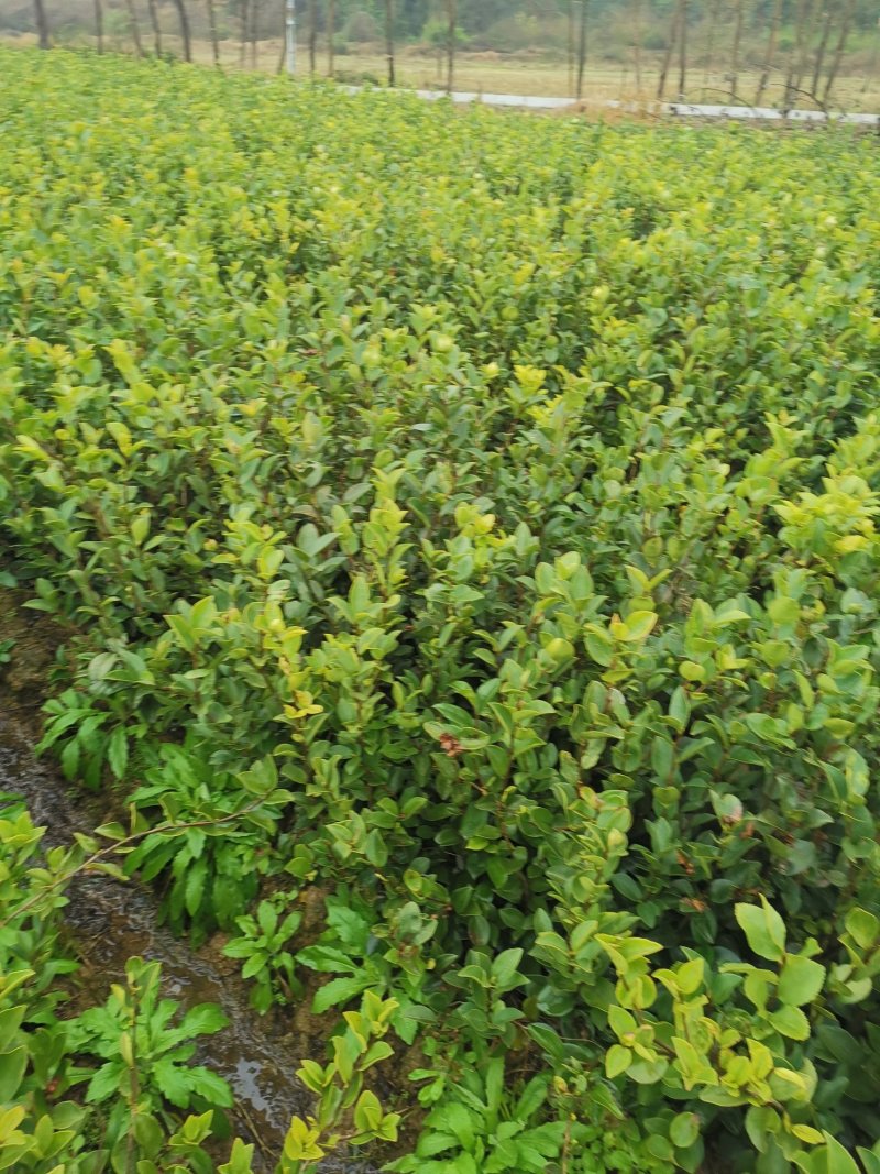 油茶苗