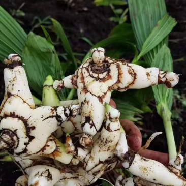 白芨，块茎，免费技术指导，包回收，出苗率90%一件代发