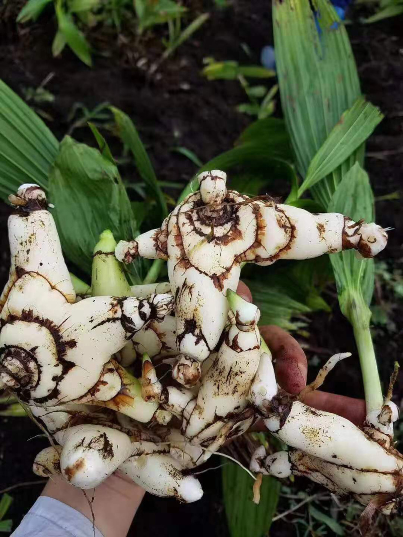 白芨批发量大从优精品之选一手货源保障