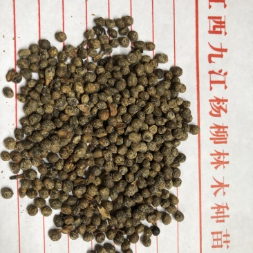 山乌桕种子,红叶乌桕种子,长叶乌桕种子新货