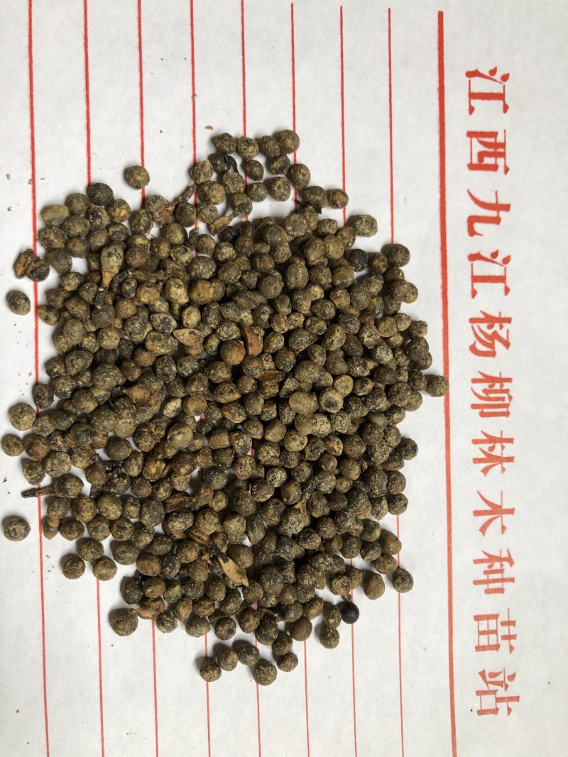 山乌桕种子，红叶乌桕种子，长叶乌桕种子新货