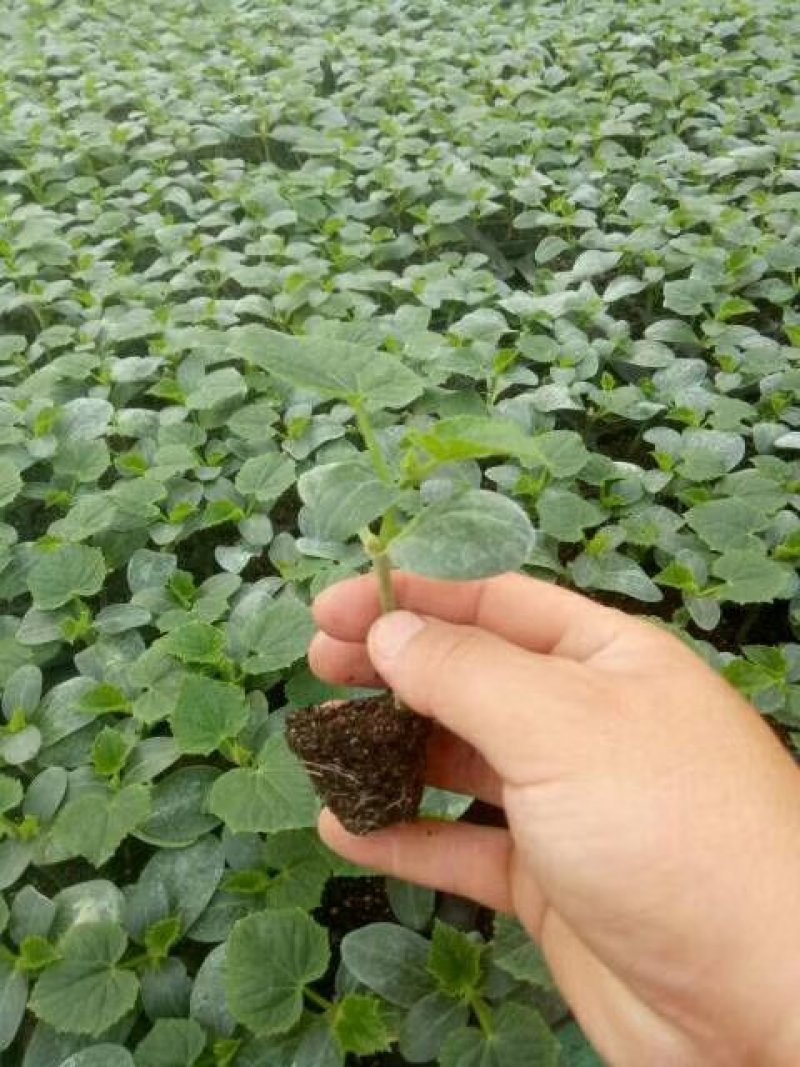 长期供应优质黄瓜苗1—11品种