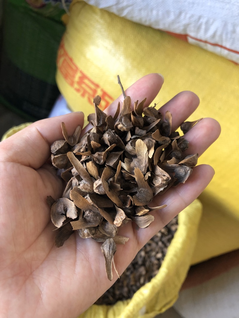 枫杨种子，枫杨树种子，大量批发，量大价优