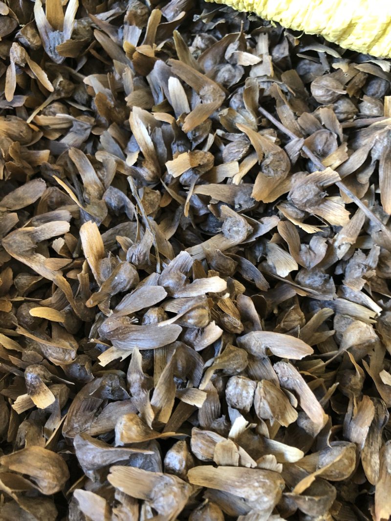 枫杨种子，枫杨树种子，大量批发，量大价优