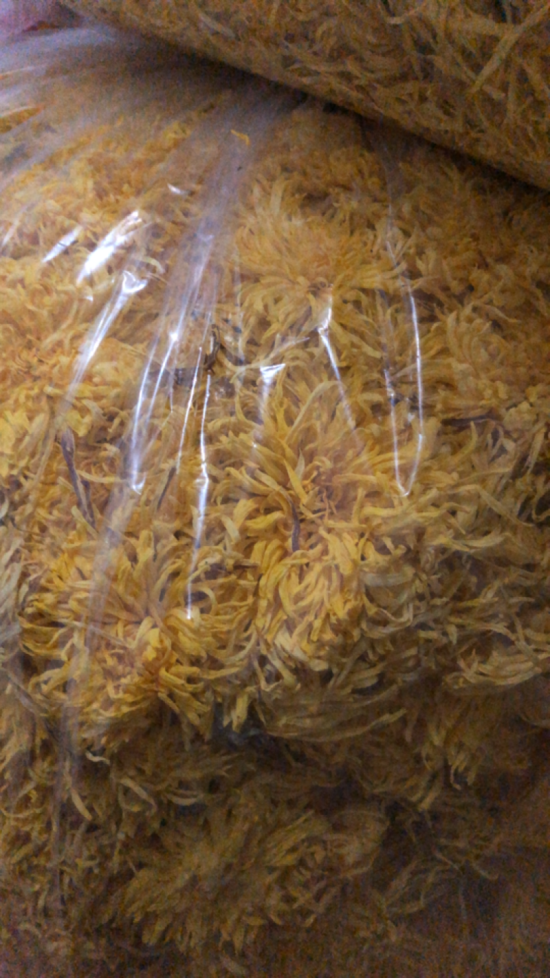 金丝皇菊