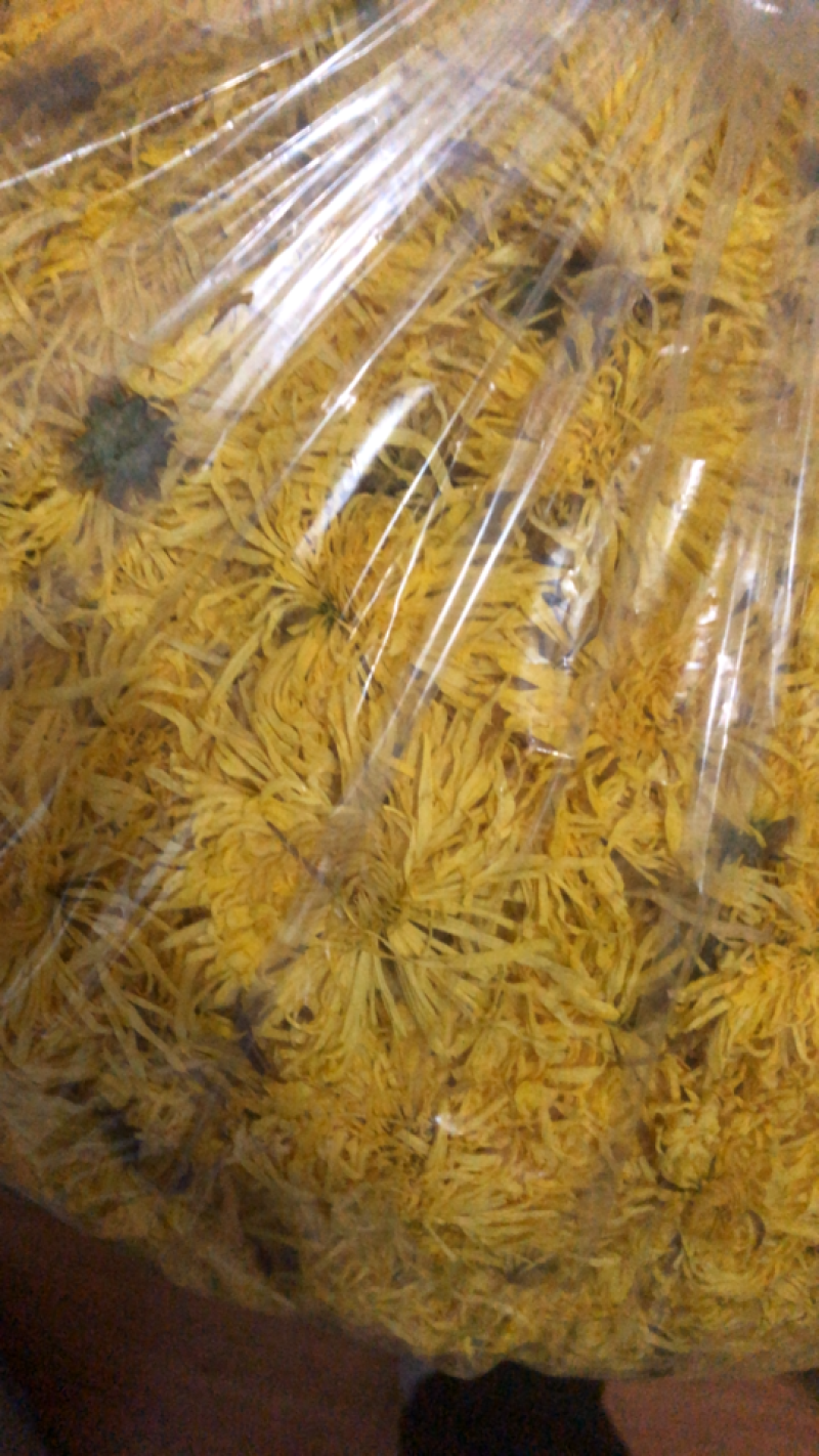 金丝皇菊