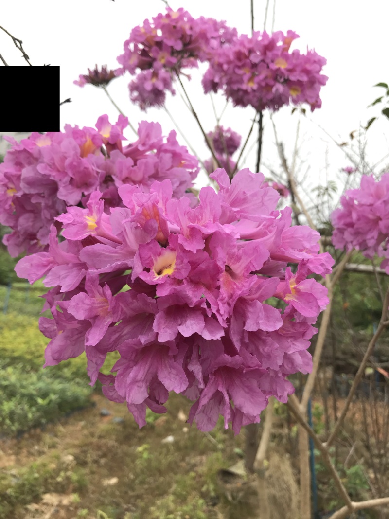 紫花风铃苗紫花风铃木树苗带土带叶发货多花风铃嫁接紫花风铃