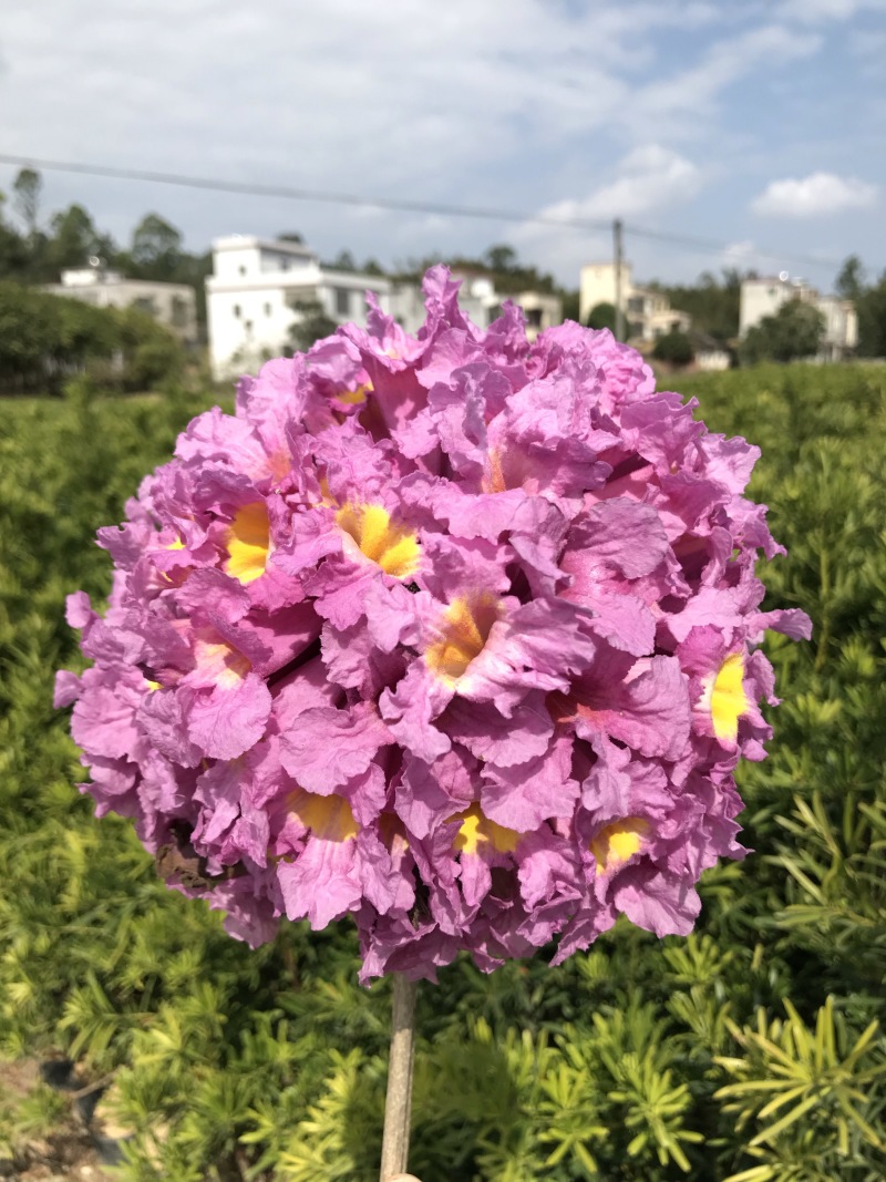 紫花风铃苗紫花风铃木树苗带土带叶发货多花风铃嫁接紫花风铃