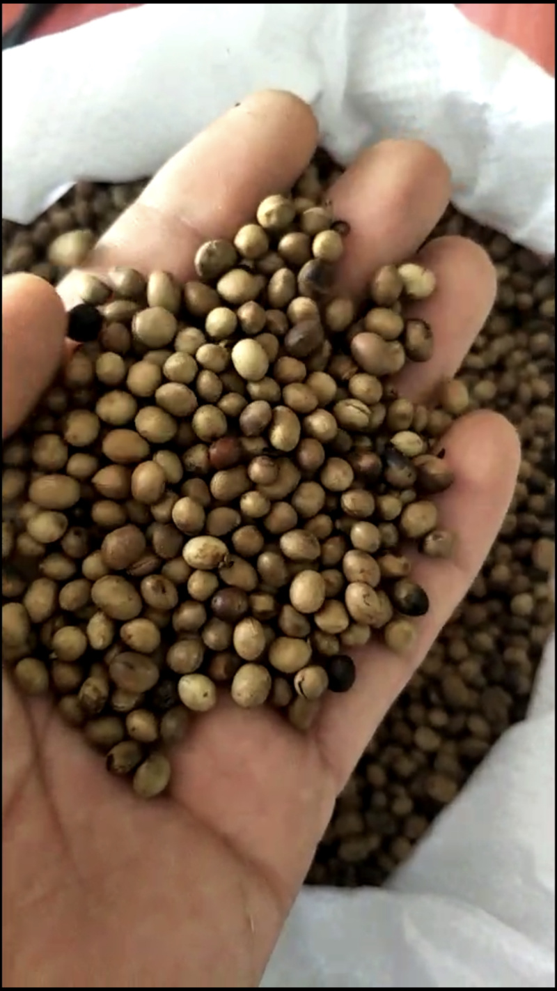 清香木种子，盆景植物种子，一手货源，量大价优