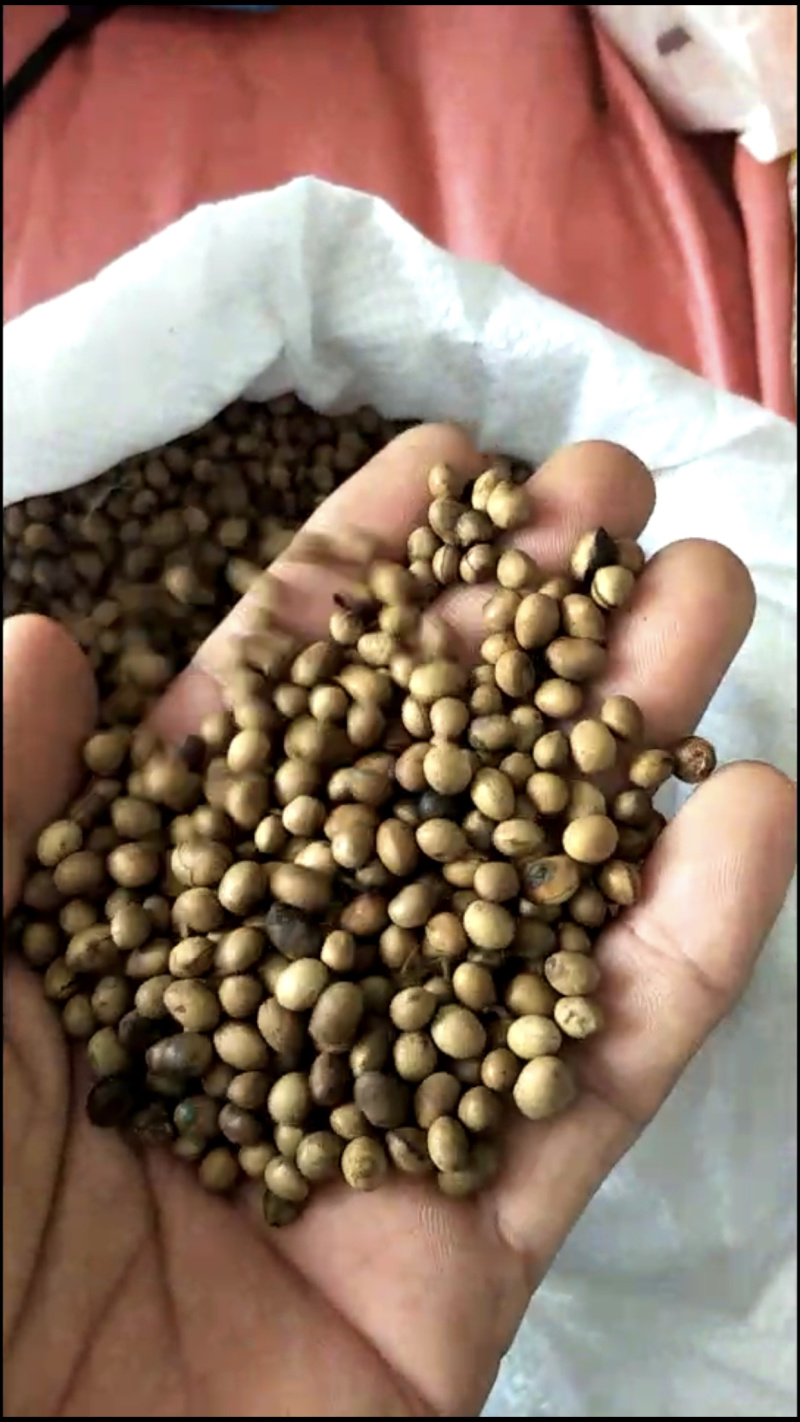 清香木种子，盆景植物种子，一手货源，量大价优