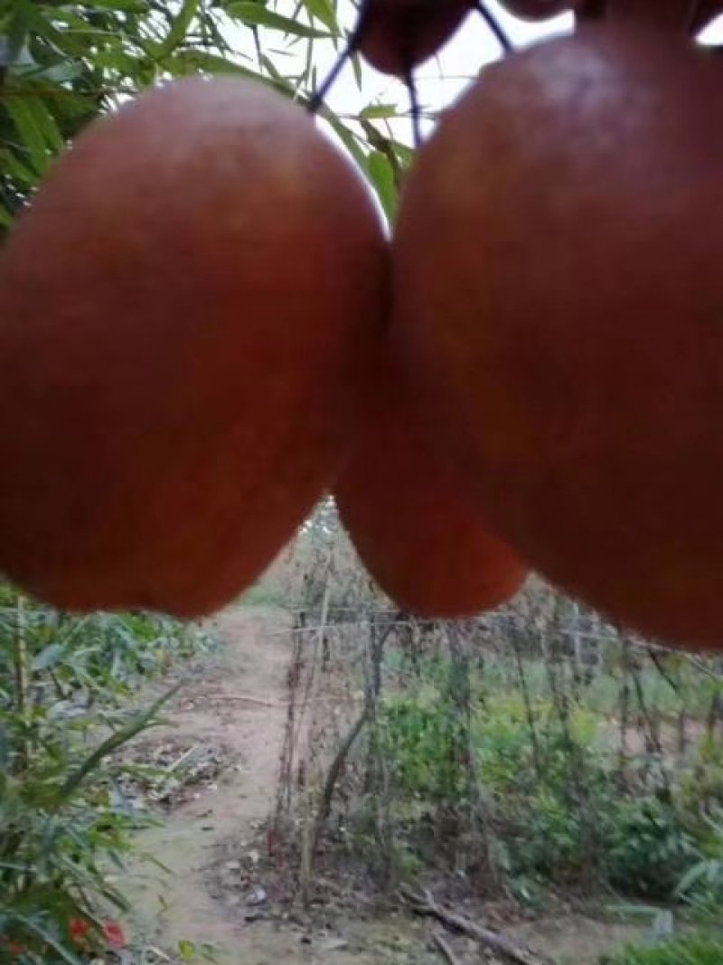 沙梨王