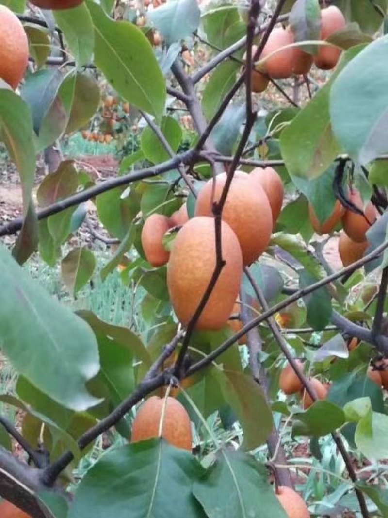 沙梨王