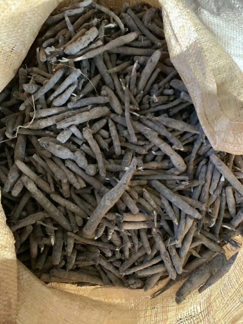 新鲜云南本地野生仙茅