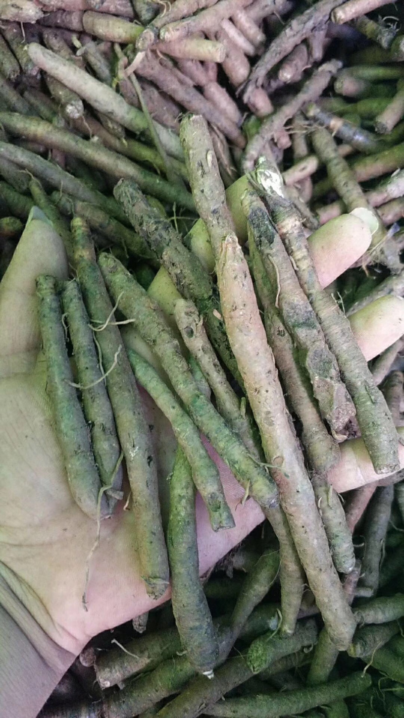 新鲜云南本地野生仙茅