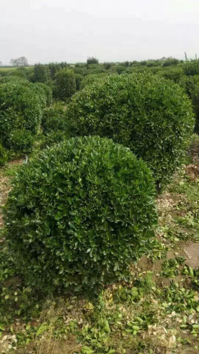 苗圃到期