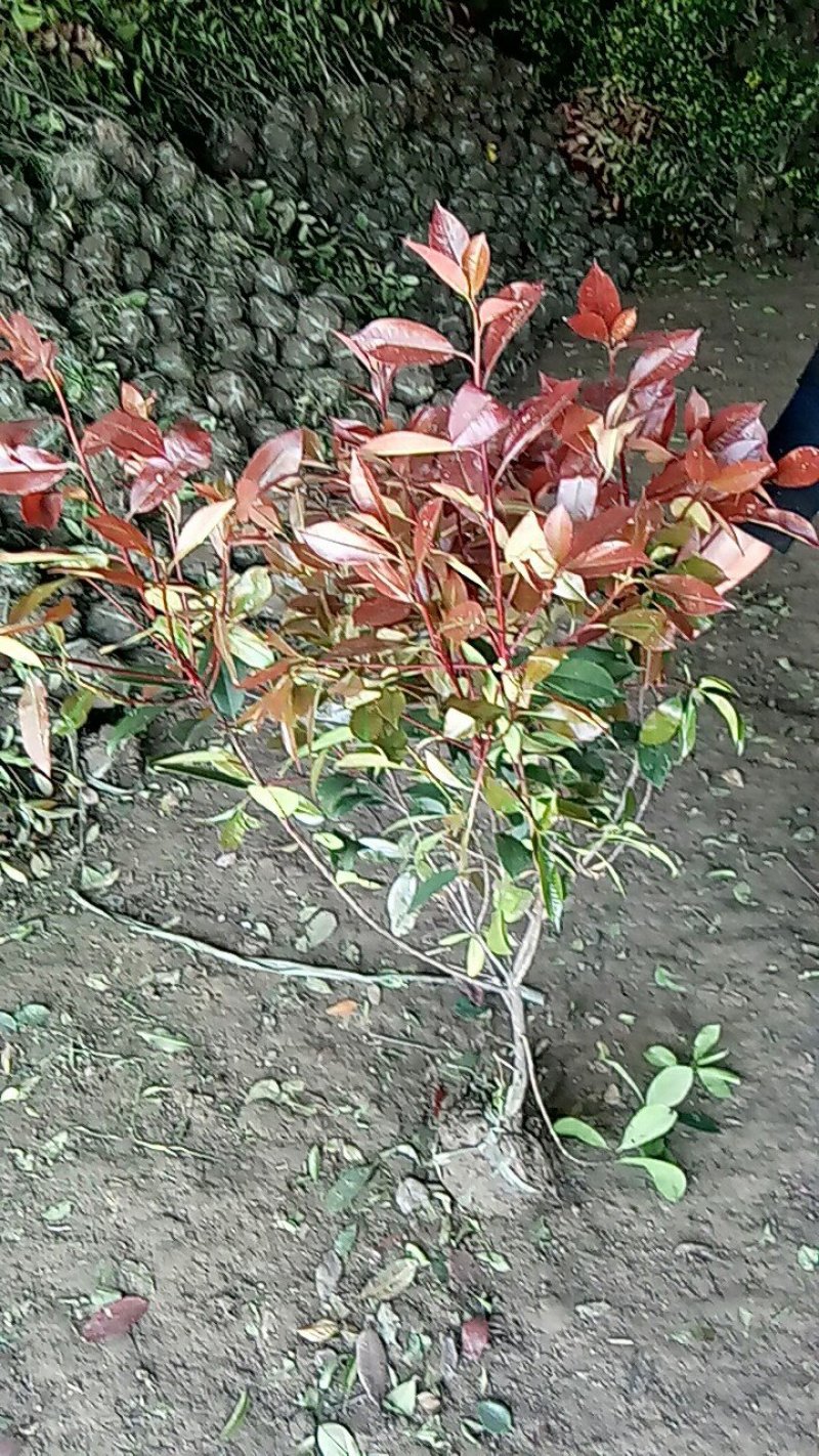 苗圃到期