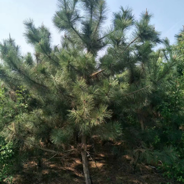 黑松，临沂黑松基地大量供应，基地直销量大