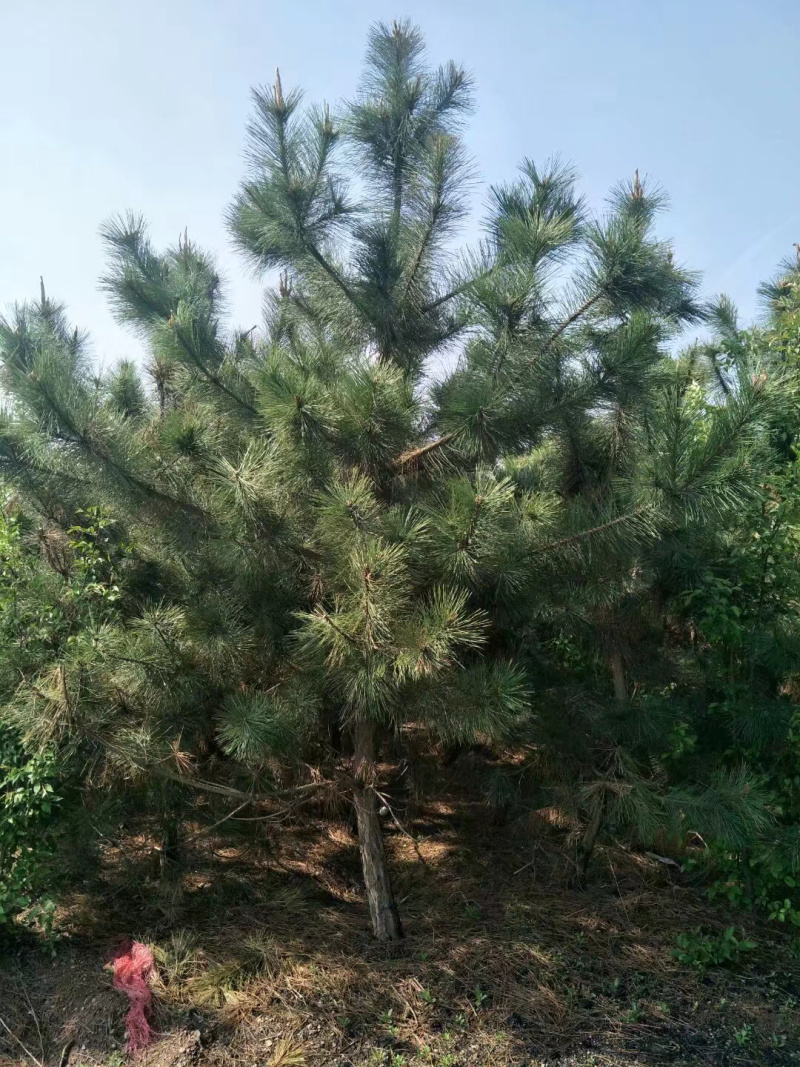 黑松，临沂黑松基地大量供应，基地直销量大