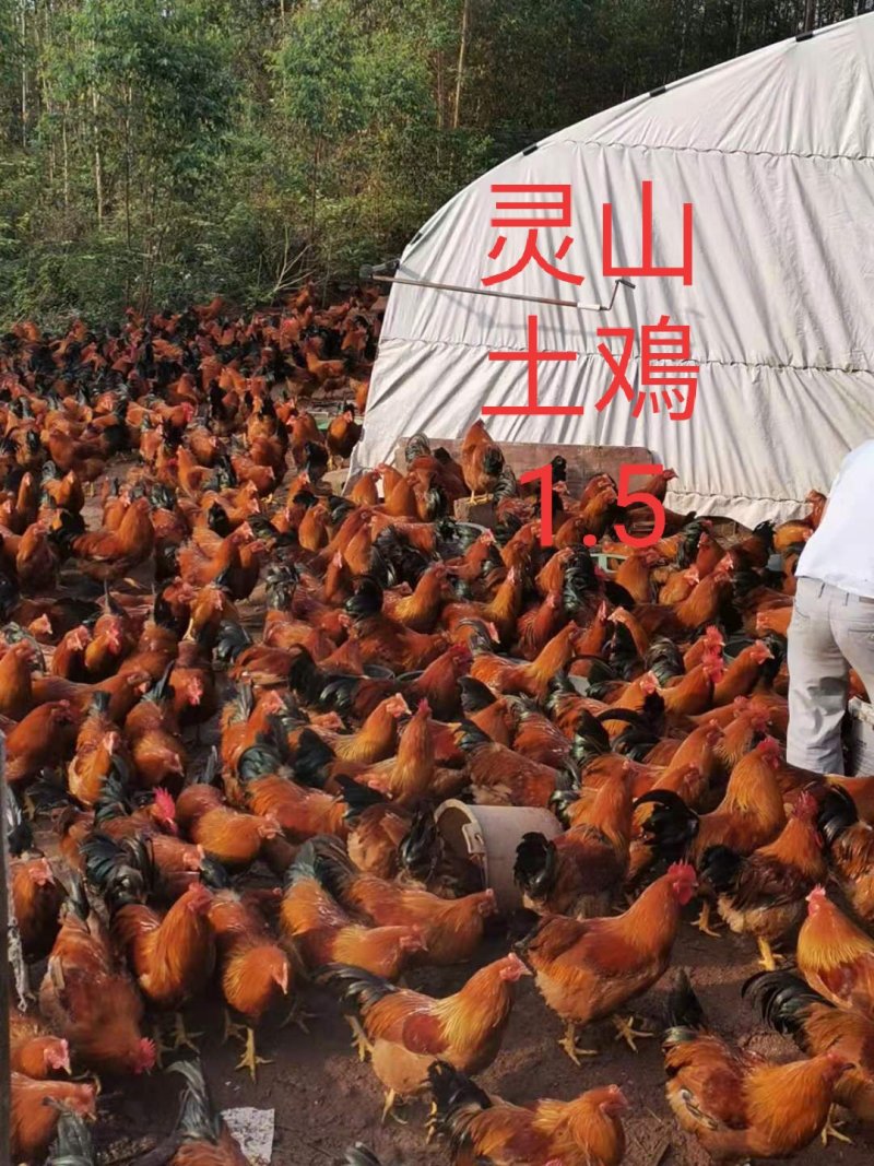 三黄土阉鸡，零山土阉鸡，清远嘛阉鸡。老水。