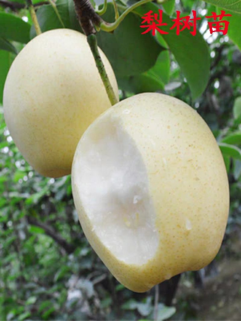 梨树苗嫁接皇冠梨树苗水果苗梨树苗南方北方种植庭院盆栽