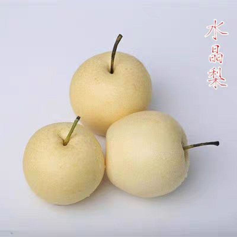 梨树苗嫁接皇冠梨树苗水果苗梨树苗南方北方种植庭院盆栽